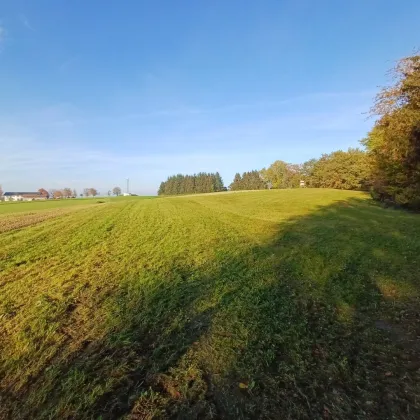 Landwirtschaftlicher Nutzgrund, Wiese und Wald - Bild 3