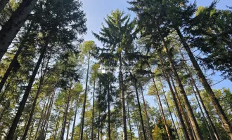 Schöner gepflegter Mischwald im Bezirk Oberwart